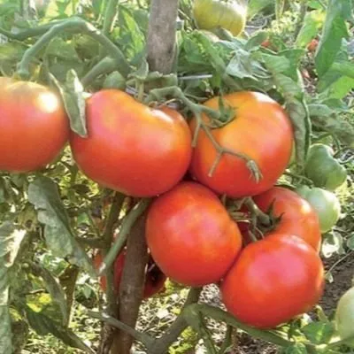 alye-parusa-4-157928