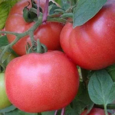 alye-parusa-5-157928