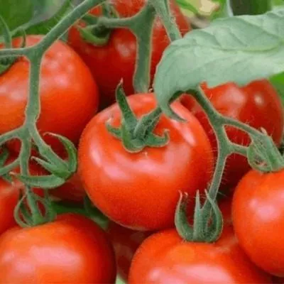 alye-parusa-6-157928