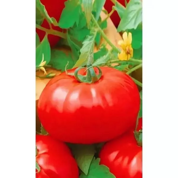 alye-parusa-main-157928