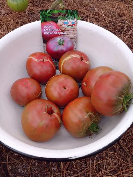 amazonka-shokoladnaya-10-161759