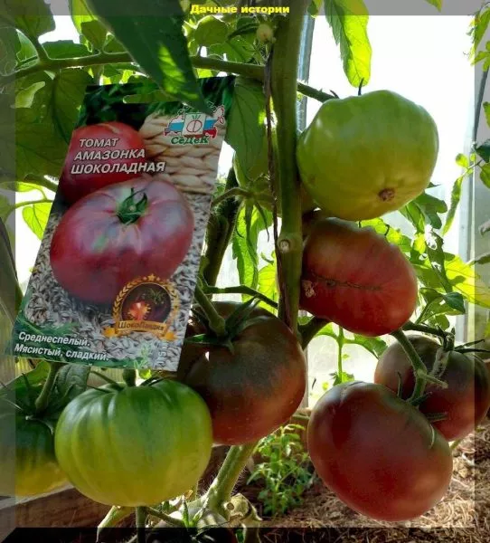 amazonka-shokoladnaya-11-161759