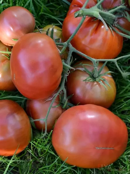 amazonka-shokoladnaya-3-161759