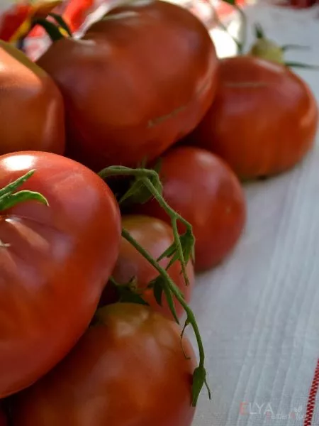 amazonka-shokoladnaya-4-161759