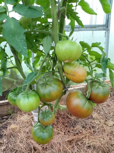 amazonka-shokoladnaya-5-161759