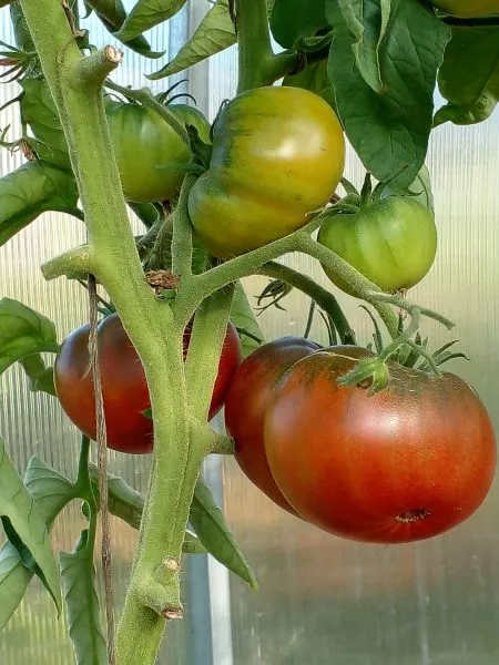 amazonka-shokoladnaya-6-161759