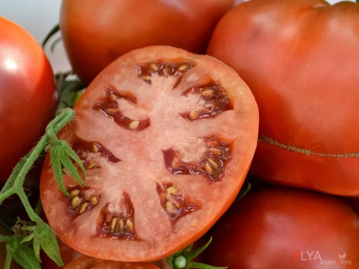 amazonka-shokoladnaya-7-161759