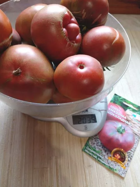 amazonka-shokoladnaya-8-161759