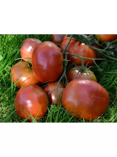 amazonka-shokoladnaya-9-161759