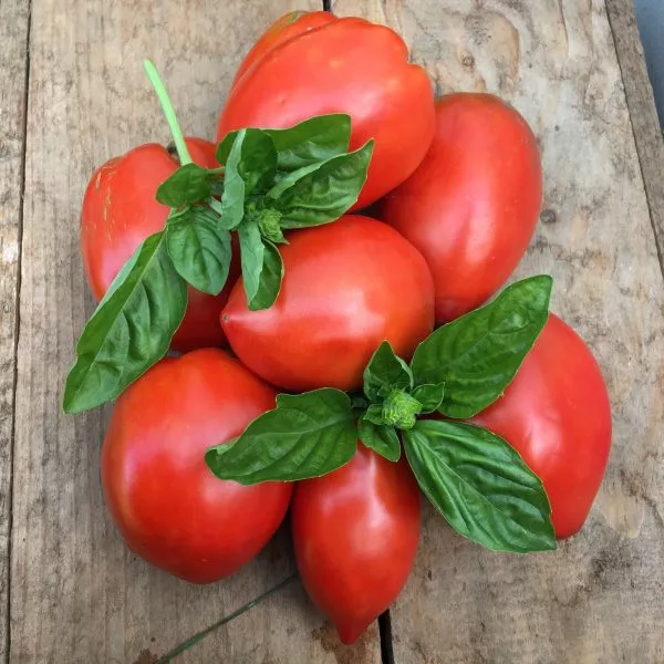 amishey-pasta-5-163671