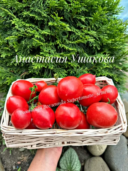 anastasiya-ushakova-8-166818