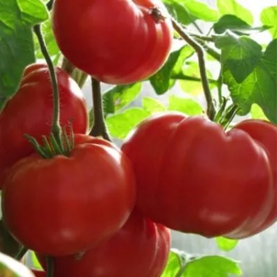 andreevskiy-syurpriz-1-139290-1