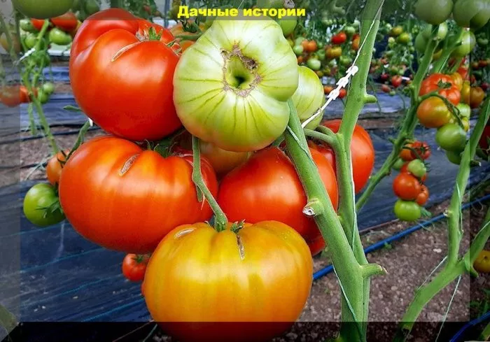 andreevskiy-syurpriz-1-139290-2