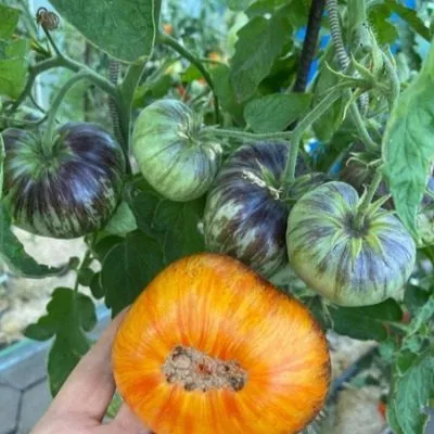 appetitnye-schechki-1-139158