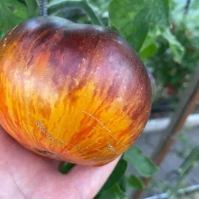 appetitnye-schechki-2-139158