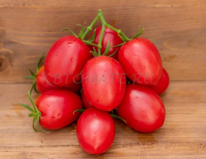 argentinskaya-slivka-main-154449