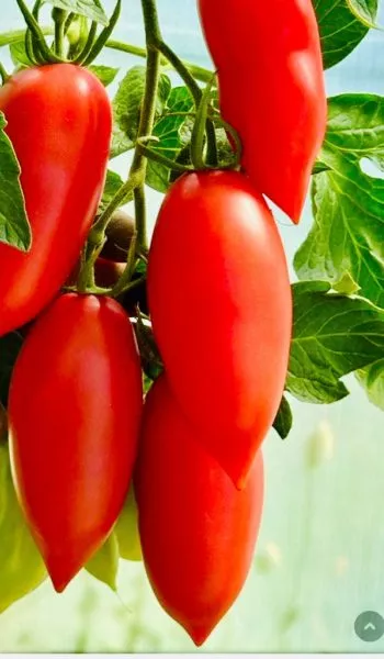 argentinskoe-chudo-1-156663