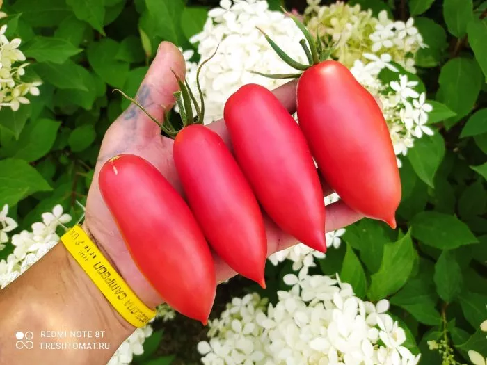 argentinskoe-chudo-7-156663