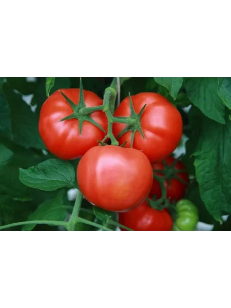 argonavt-main-167465