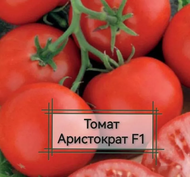 aristokrat-main-168817