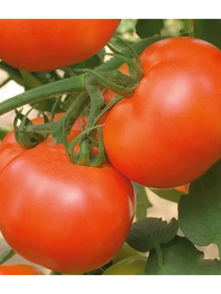 astrahanskiy-2-134307