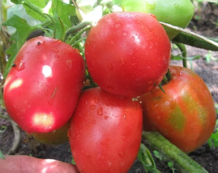 astrahanskiy-3-134307