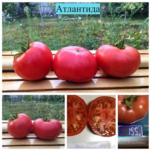 atlantida-2-134923