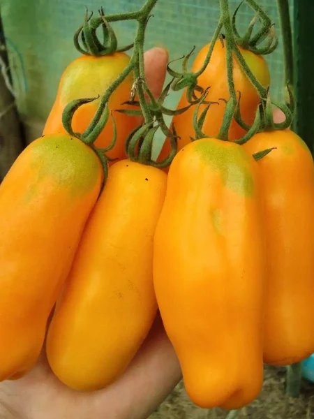 auriya-zheltaya-1-134995