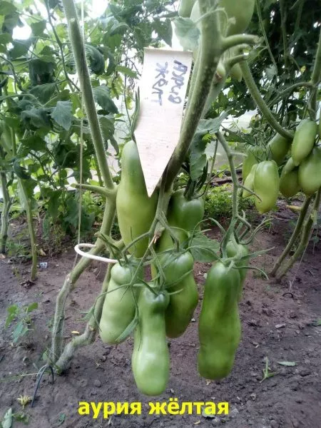 auriya-zheltaya-2-134995