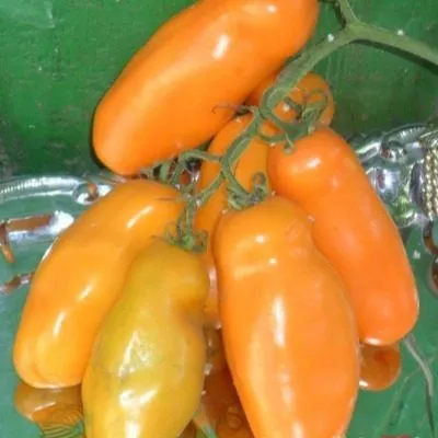 auriya-zheltaya-5-134995