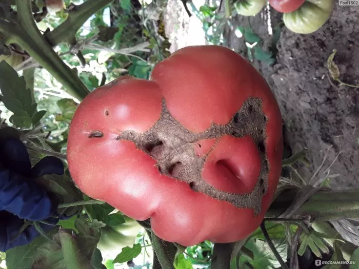 babushkin-uzelok-1-155692