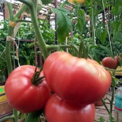 babushkin-uzelok-4-155692