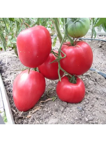 babushkino-byche-serdtse-1-137444