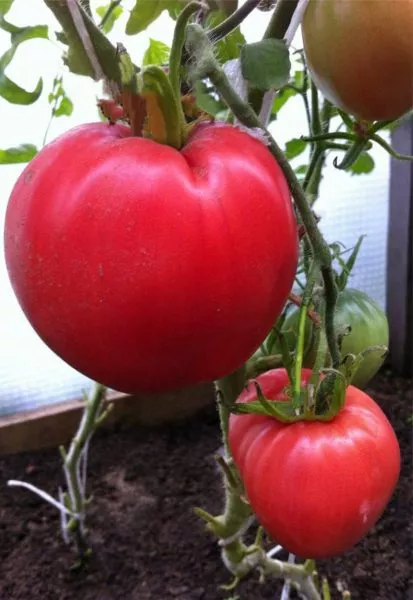 babushkino-byche-serdtse-5-137444