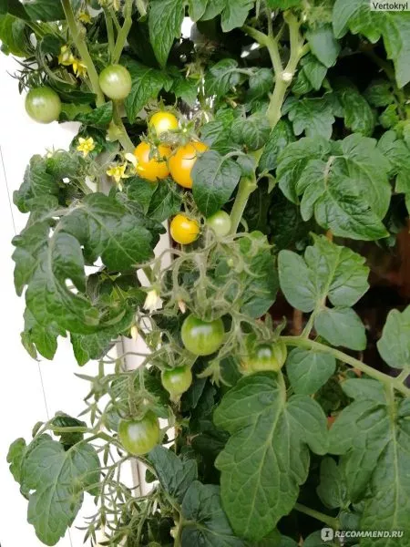 balkoni-elou-3-142711