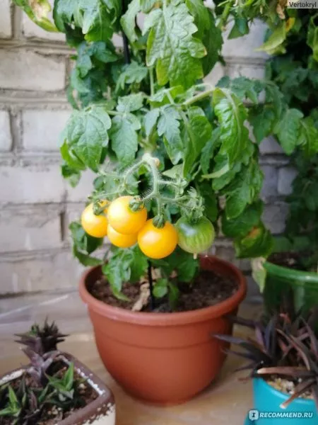 balkoni-elou-4-142711