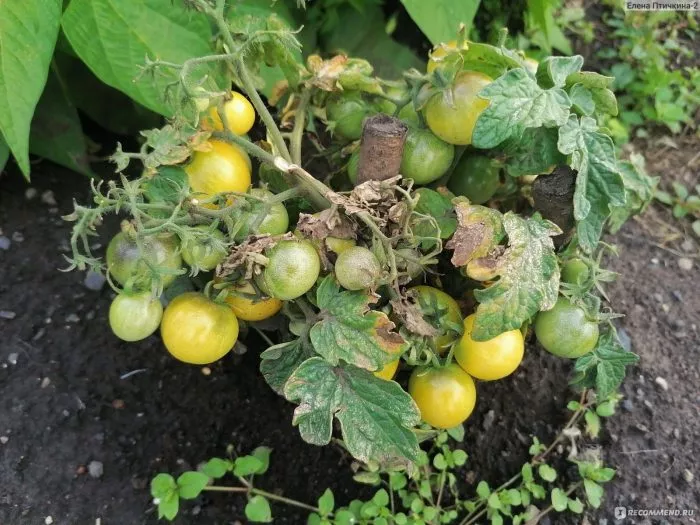 balkoni-elou-5-142711