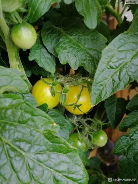 balkoni-elou-6-142711