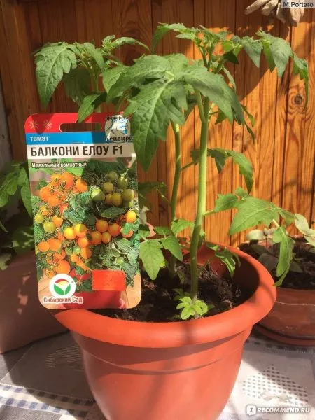 balkoni-elou-7-142711