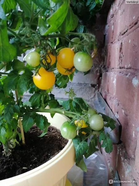 balkoni-elou-8-142711