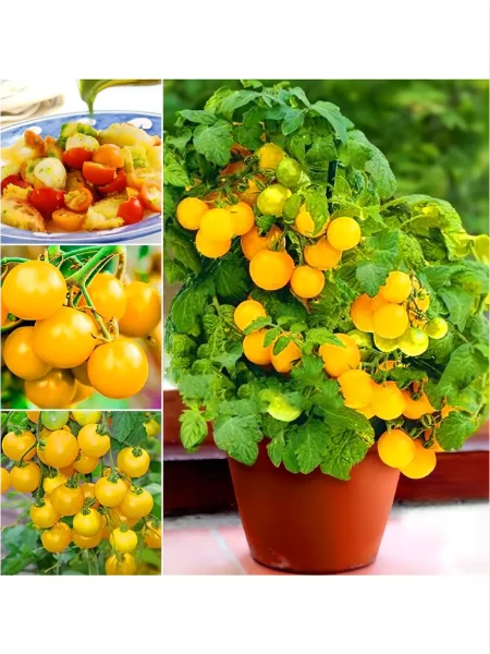 balkoni-elou-main-142711