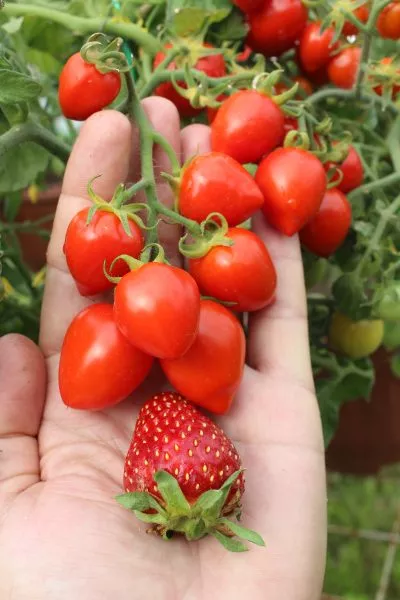 balkonnye-serdechki-3-155415