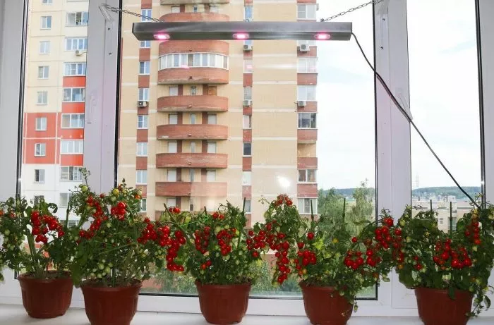 balkonnye-serdechki-5-155415