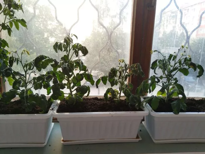 balkonnye-serdechki-6-155415