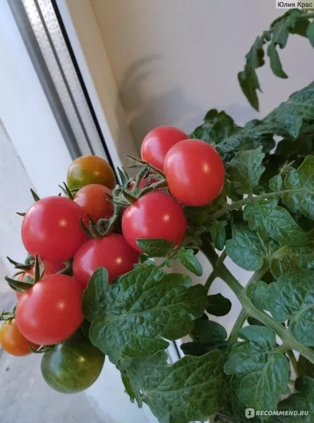 balkonnyy-krasnyy-1-140504