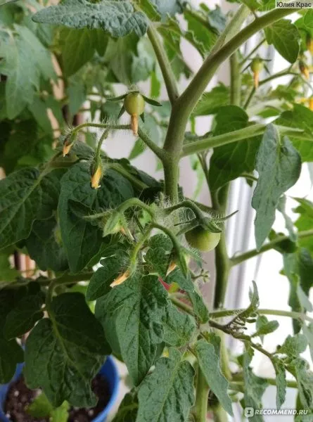 balkonnyy-krasnyy-2-140504-1