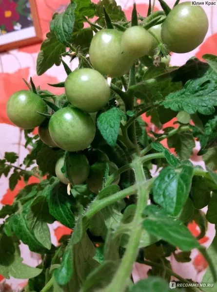 balkonnyy-krasnyy-2-140504