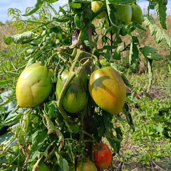 baloven-sudby-2-152497