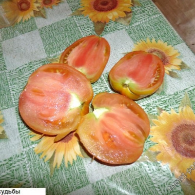 baloven-sudby-7-152497