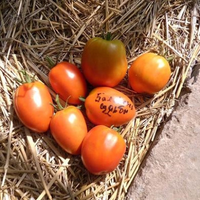 baloven-sudby-8-152497